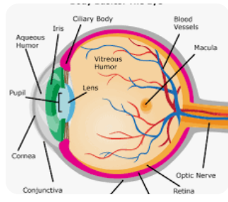 MCQ to do -Eye (Ophthalmic) Equipment Essential for Sales Team- a short intro to your eye